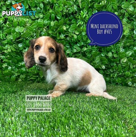 Miniature Dachshund Puppies - Rare Cream White Puppies. At Puppy Palace Pet Shop, Brisbane.