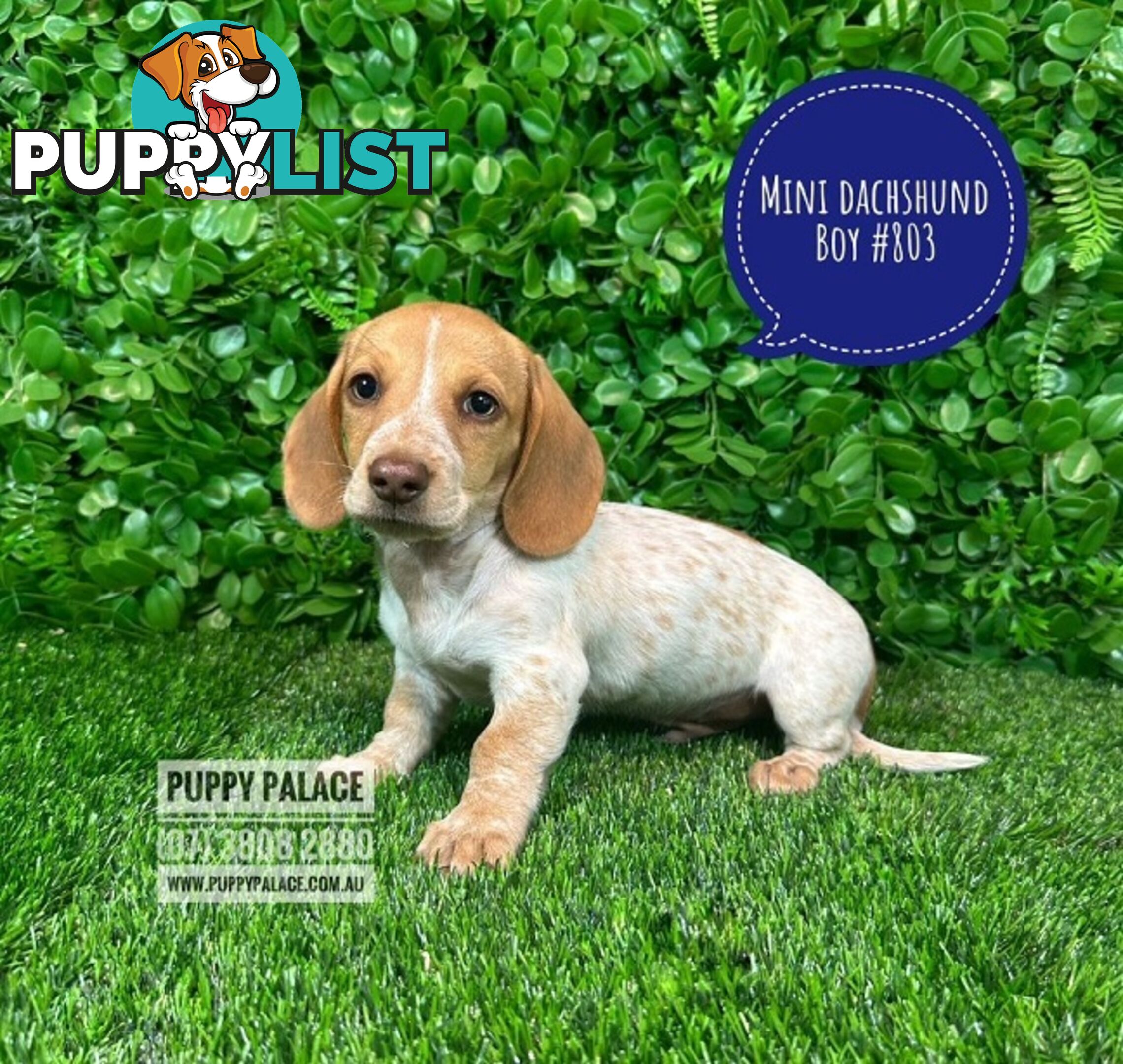 Miniature Dachshund Puppies - Rare Cream White Puppies. At Puppy Palace Pet Shop, Brisbane.