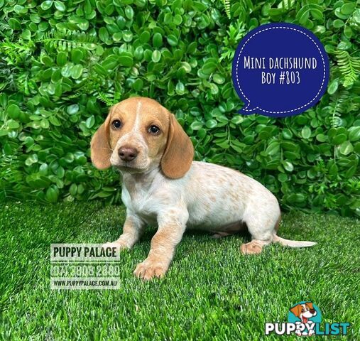 Miniature Dachshund Puppies - Rare Cream White Puppies. At Puppy Palace Pet Shop, Brisbane.