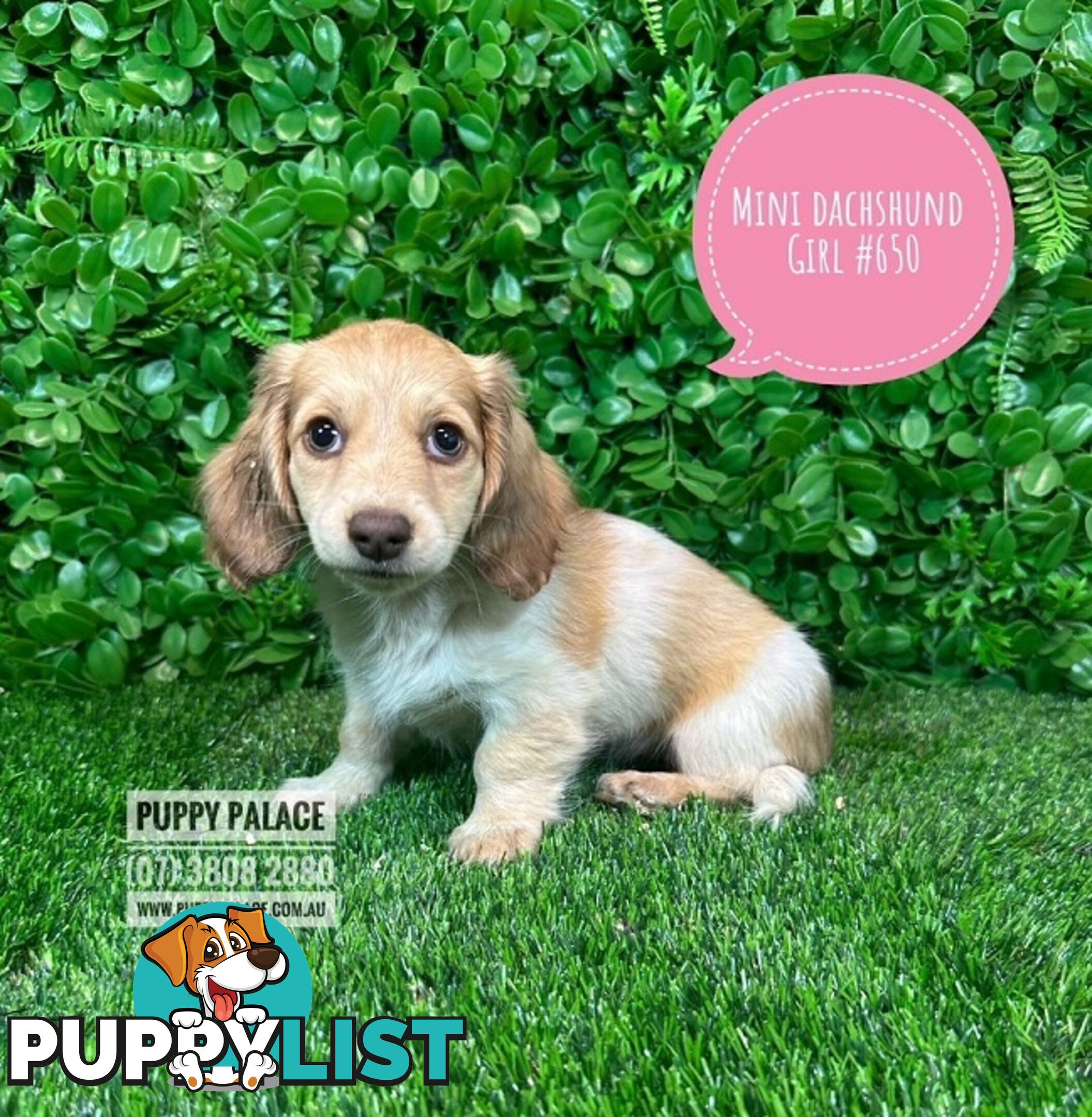 Miniature Dachshund Puppies - Rare Cream White Puppies. At Puppy Palace Pet Shop, Brisbane.