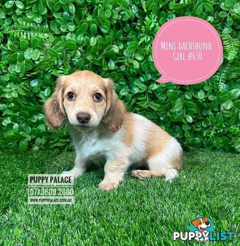 Miniature Dachshund Puppies - Rare Cream White Puppies. At Puppy Palace Pet Shop, Brisbane.