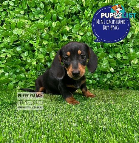 Purebred Miniature Dachshund Puppies - Boys.  At Puppy Palace Pet Shop, Brisbane. 