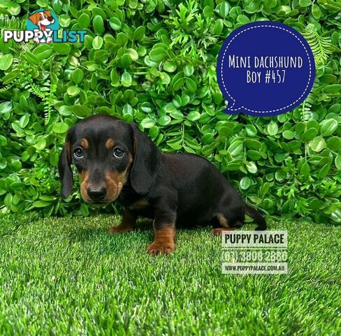 Miniature Dachshund Puppies - At Puppy Palace Pet Shop, Brisbane. 