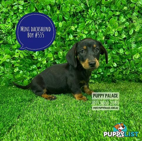 Purebred Miniature Dachshund Puppies - Boys.  At Puppy Palace Pet Shop, Brisbane. 