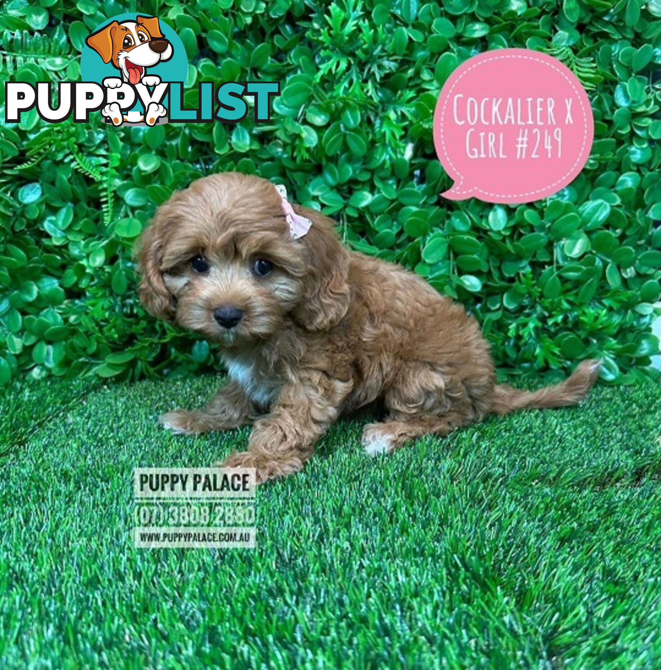 Cavoodle, Cockalier  (Cavalier/Cocker Spaniel X Toy Poodle) Puppies - At Puppy Palace Pet Shop.