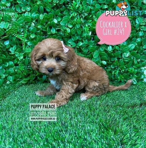 Cavoodle, Cockalier  (Cavalier/Cocker Spaniel X Toy Poodle) Puppies - At Puppy Palace Pet Shop.