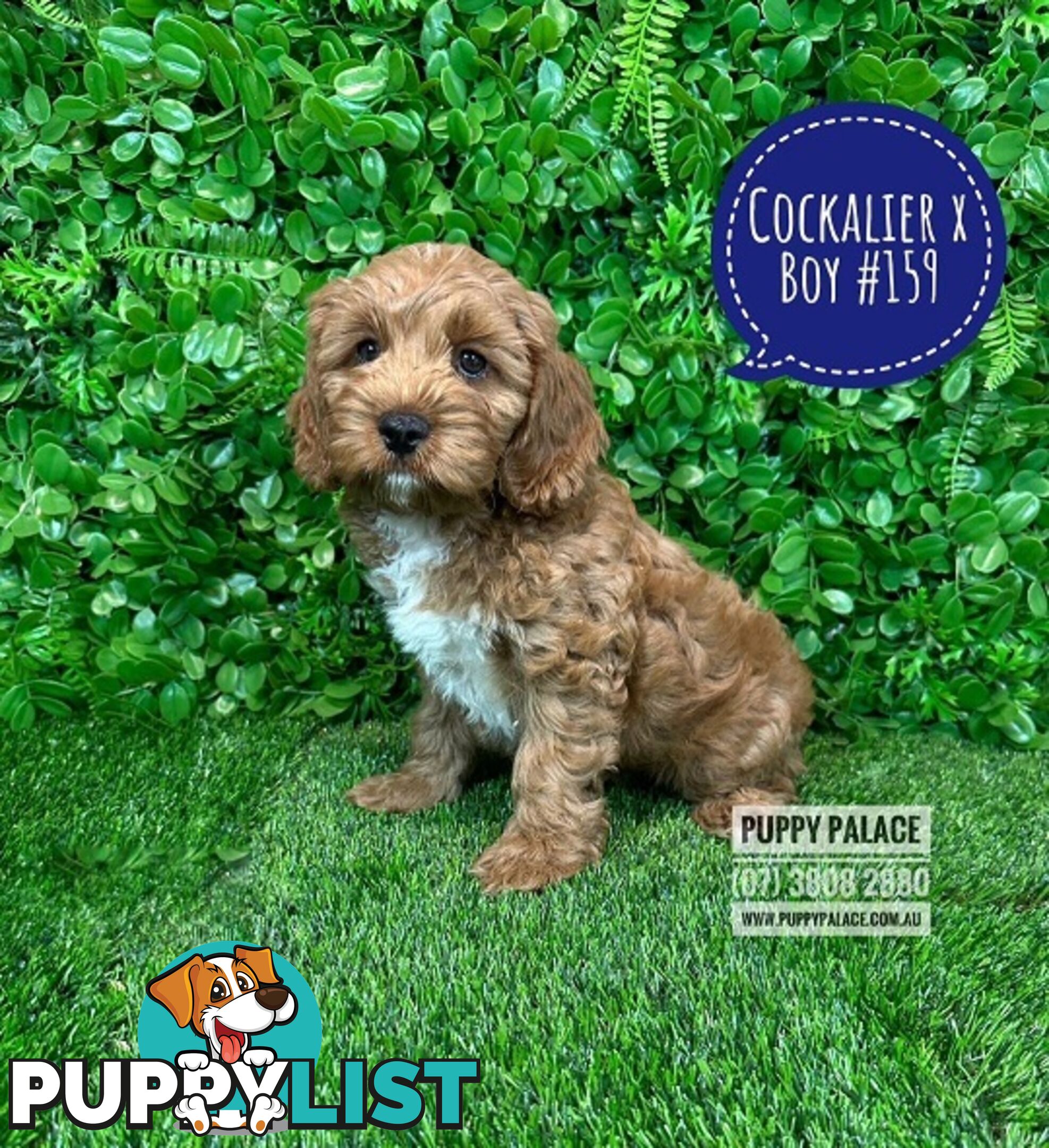 Cavoodle, Cockalier  (Cavalier/Cocker Spaniel X Toy Poodle) Puppies - At Puppy Palace Pet Shop.