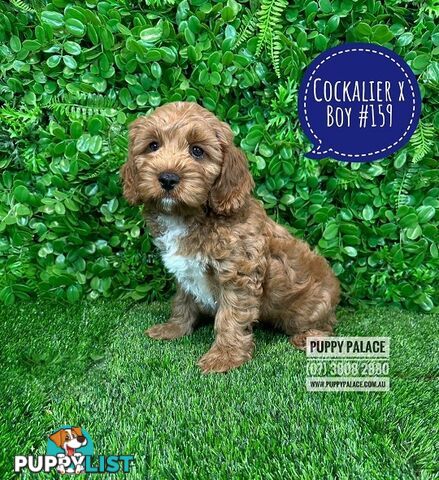 Cavoodle, Cockalier  (Cavalier/Cocker Spaniel X Toy Poodle) Puppies - At Puppy Palace Pet Shop.