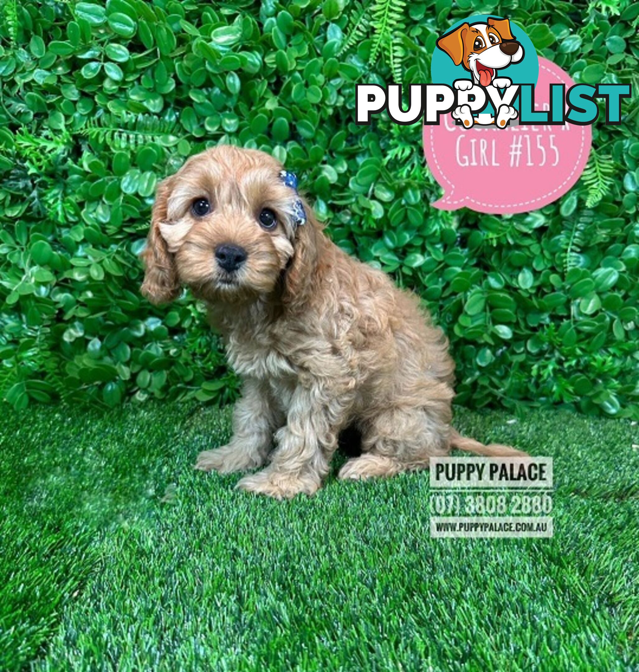 Cavoodle, Cockalier  (Cavalier/Cocker Spaniel X Toy Poodle) Puppies - At Puppy Palace Pet Shop.