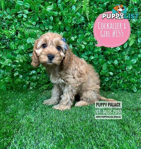 Cavoodle, Cockalier  (Cavalier/Cocker Spaniel X Toy Poodle) Puppies - At Puppy Palace Pet Shop.