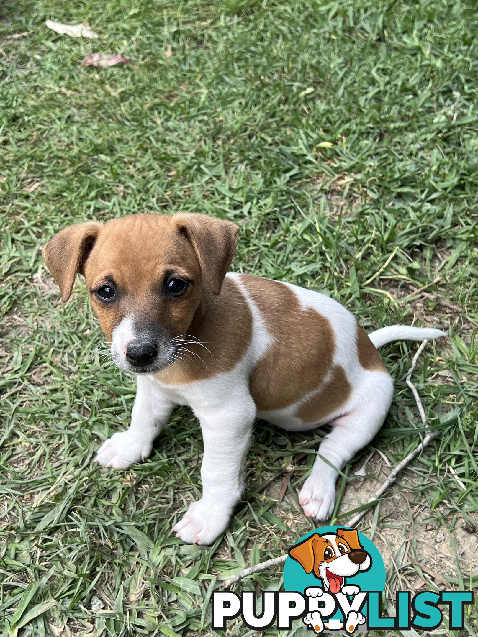 Purebred Jack Russell puppies