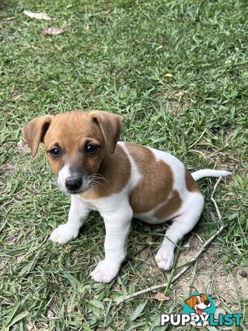 Purebred Jack Russell puppies