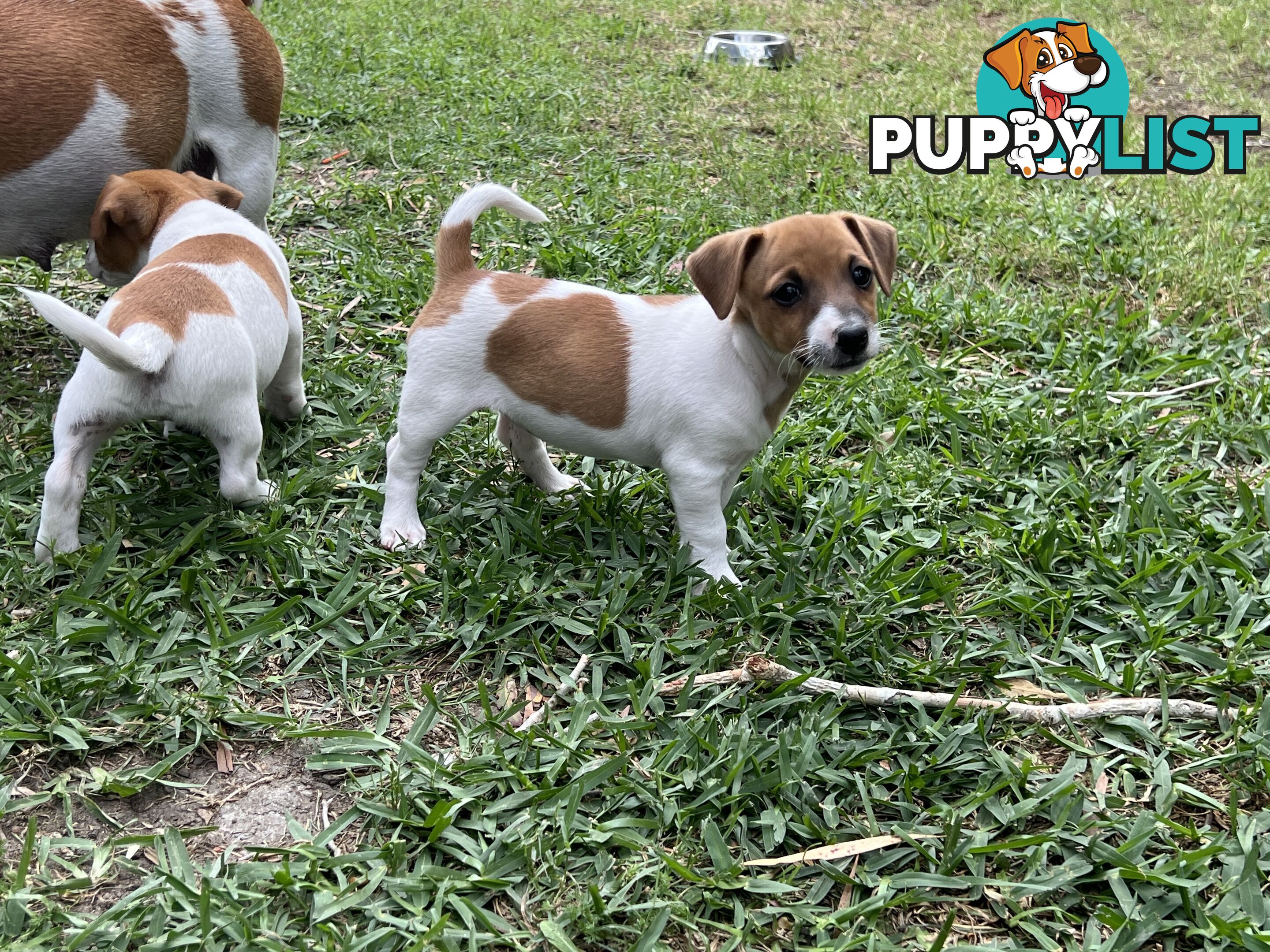 Purebred Jack Russell puppies