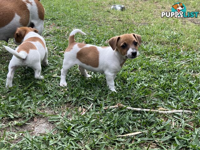 Purebred Jack Russell puppies