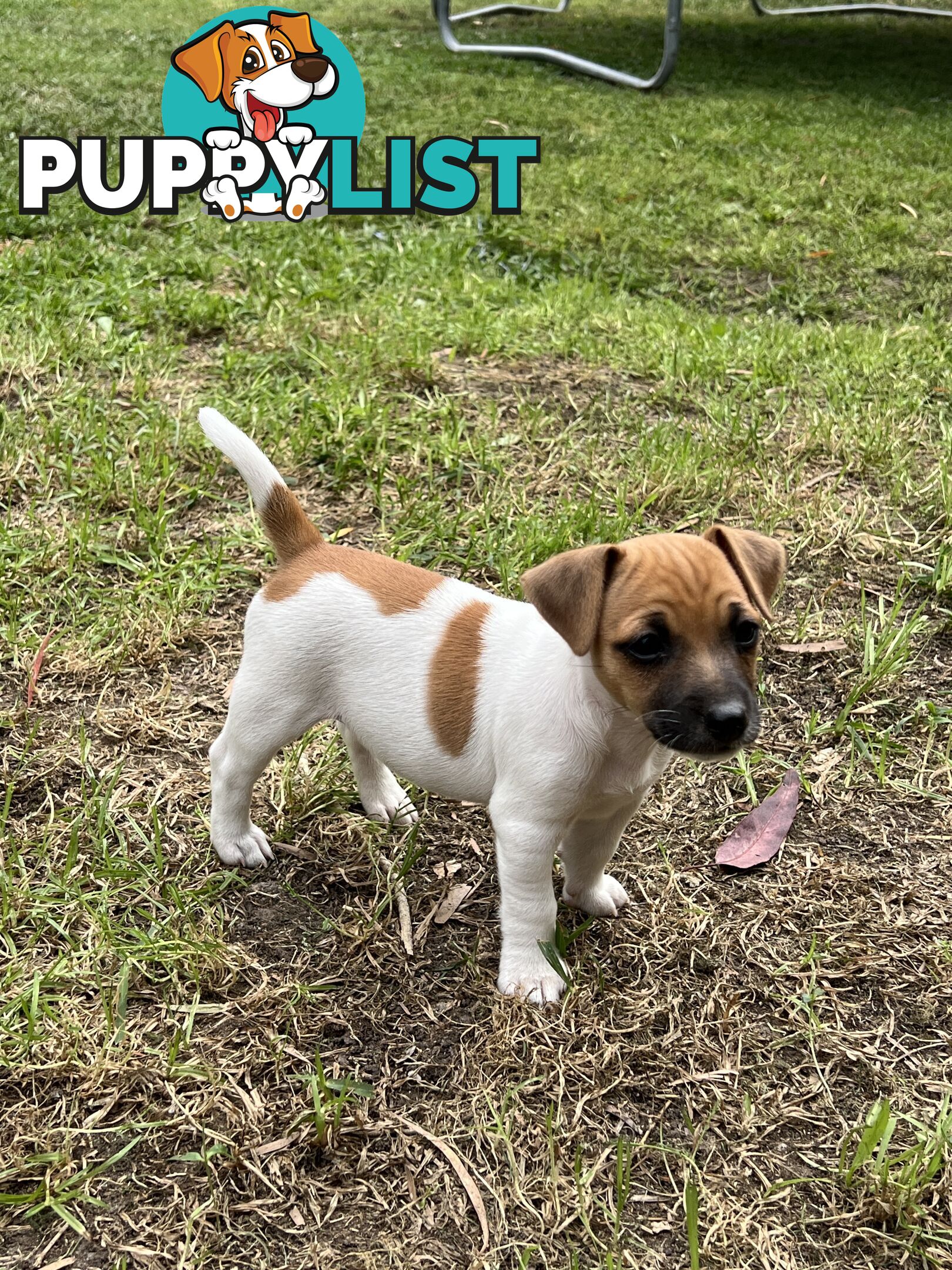 Purebred Jack Russell puppies