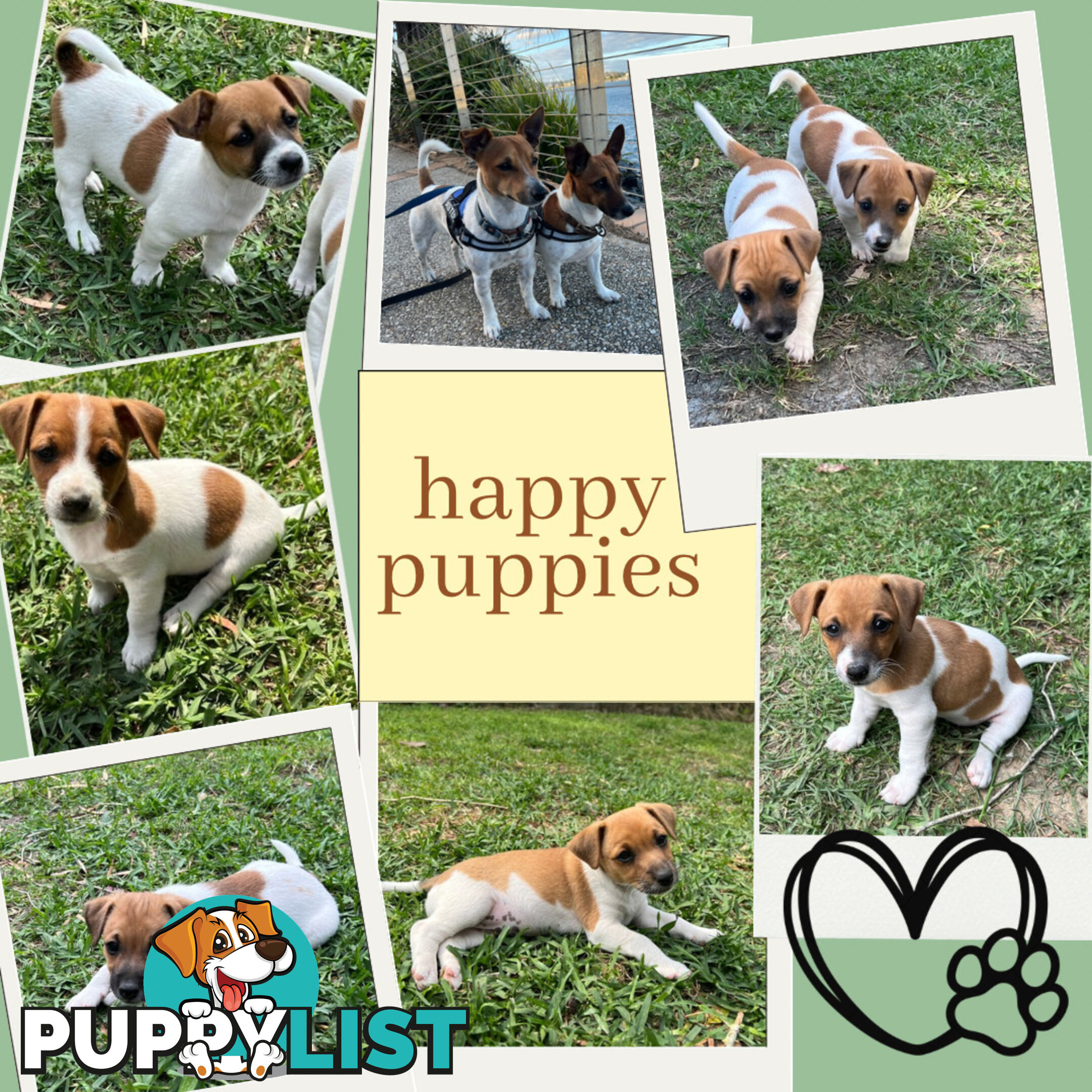 Purebred Jack Russell puppies