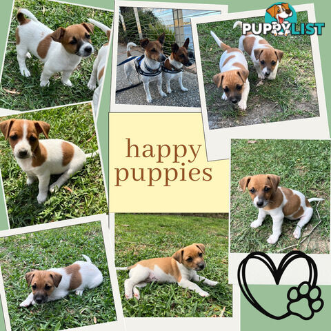 Purebred Jack Russell puppies