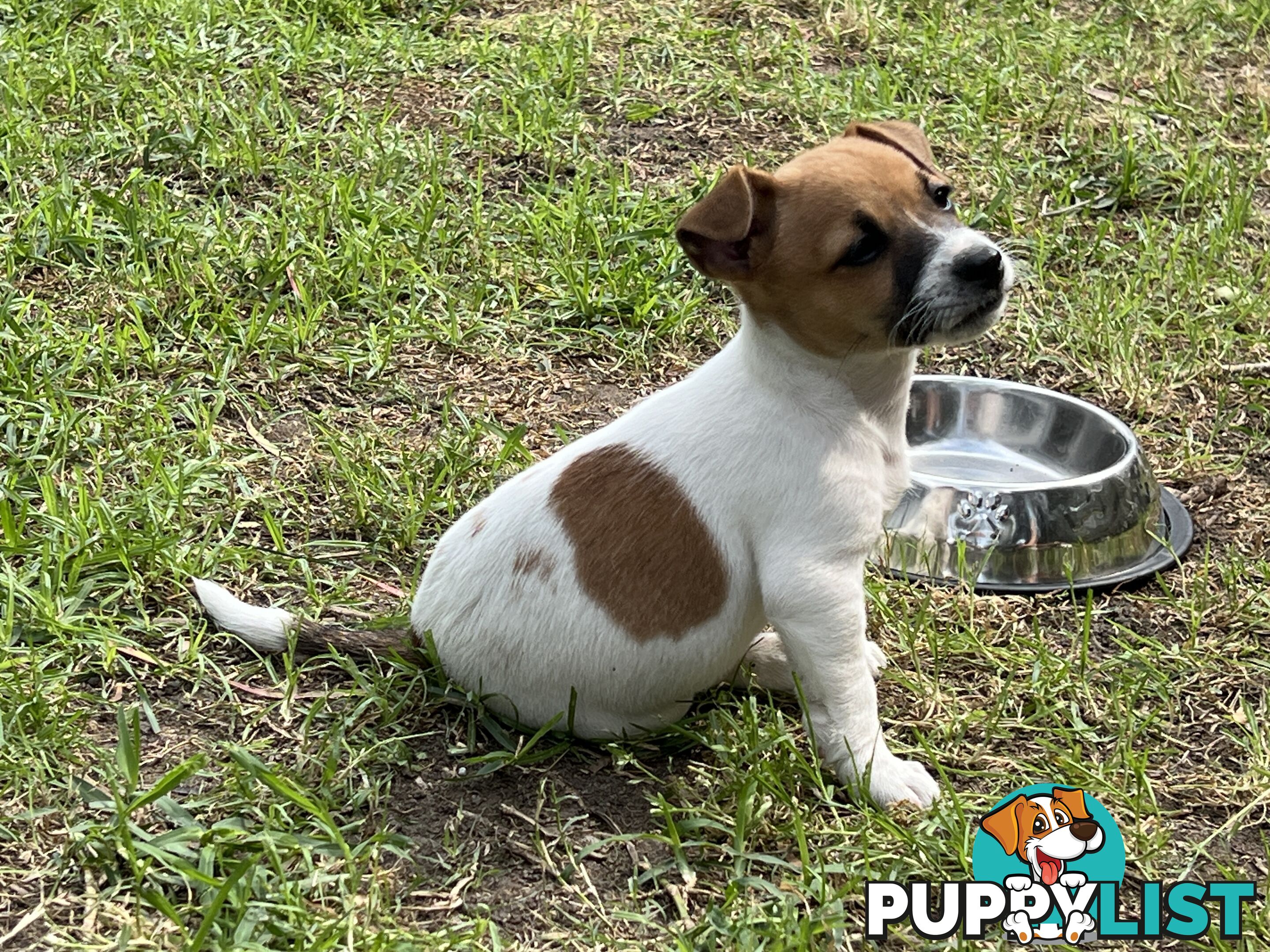 Purebred Jack Russell puppies