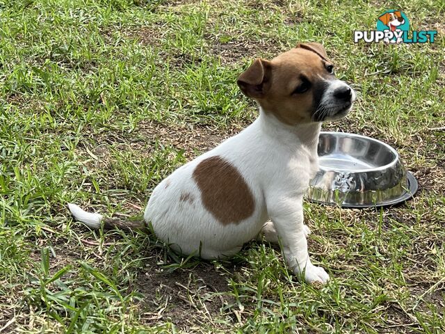 Purebred Jack Russell puppies