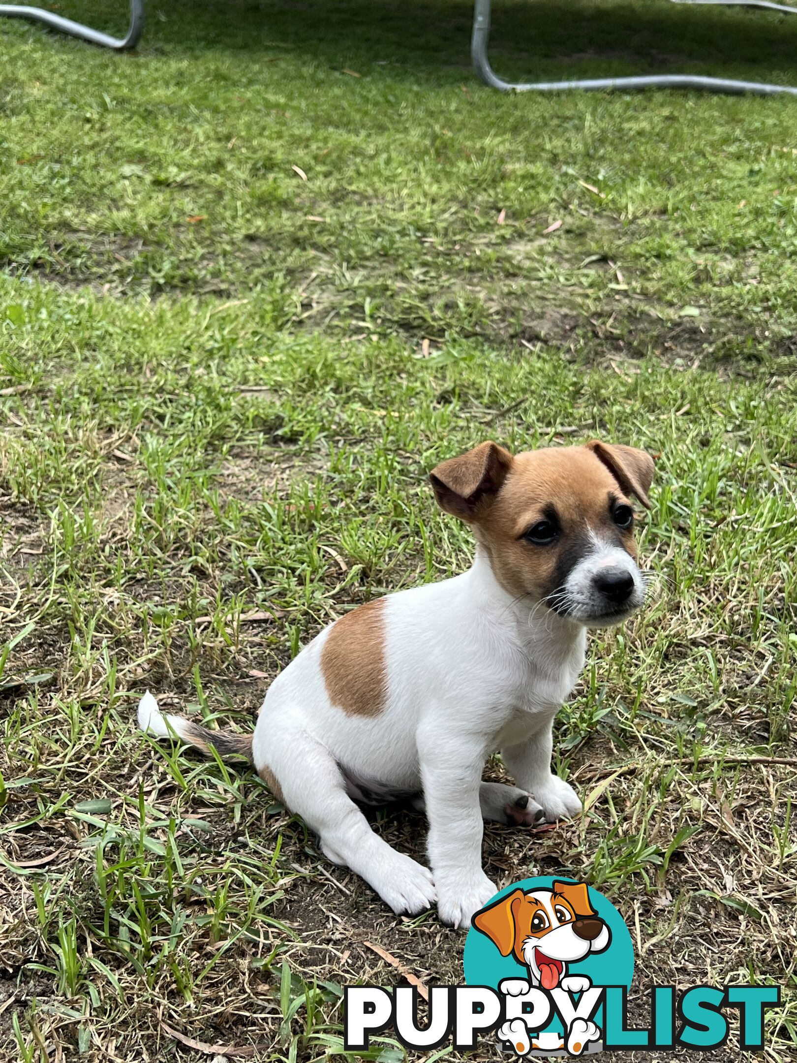 Purebred Jack Russell puppies