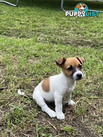 Purebred Jack Russell puppies