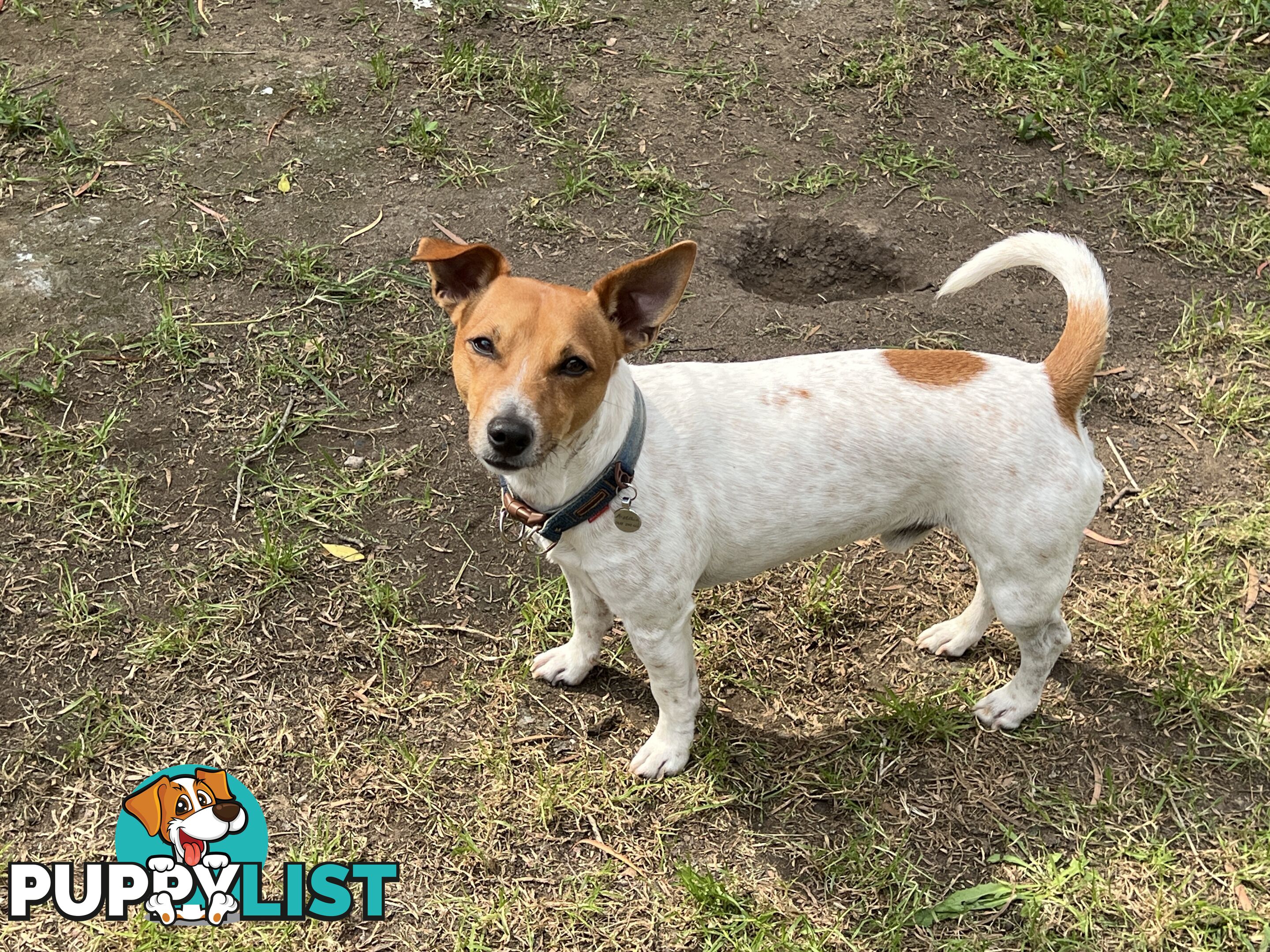 Purebred Jack Russell puppies