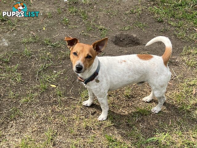 Purebred Jack Russell puppies