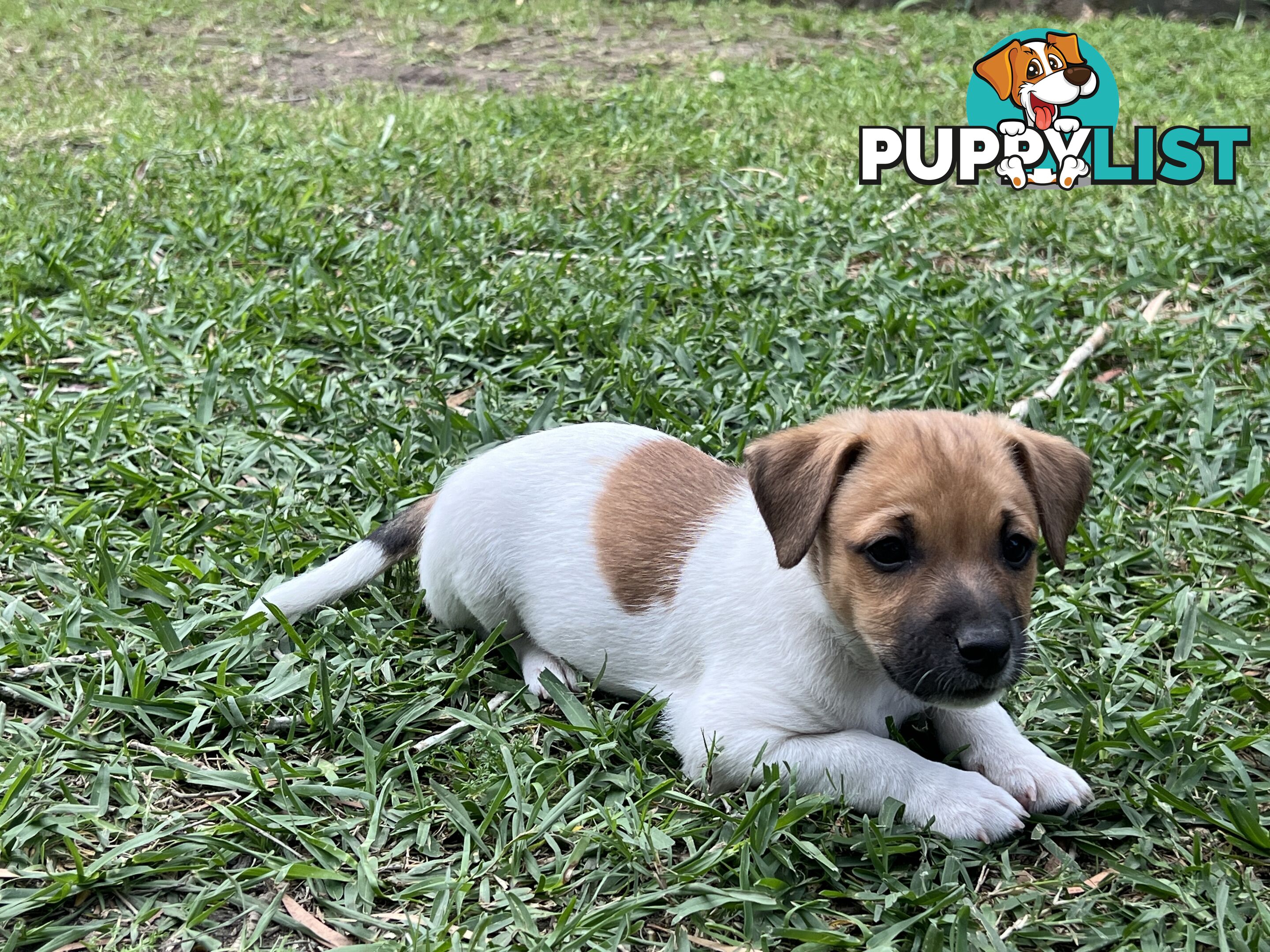 Purebred Jack Russell puppies