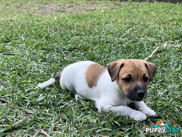 Purebred Jack Russell puppies