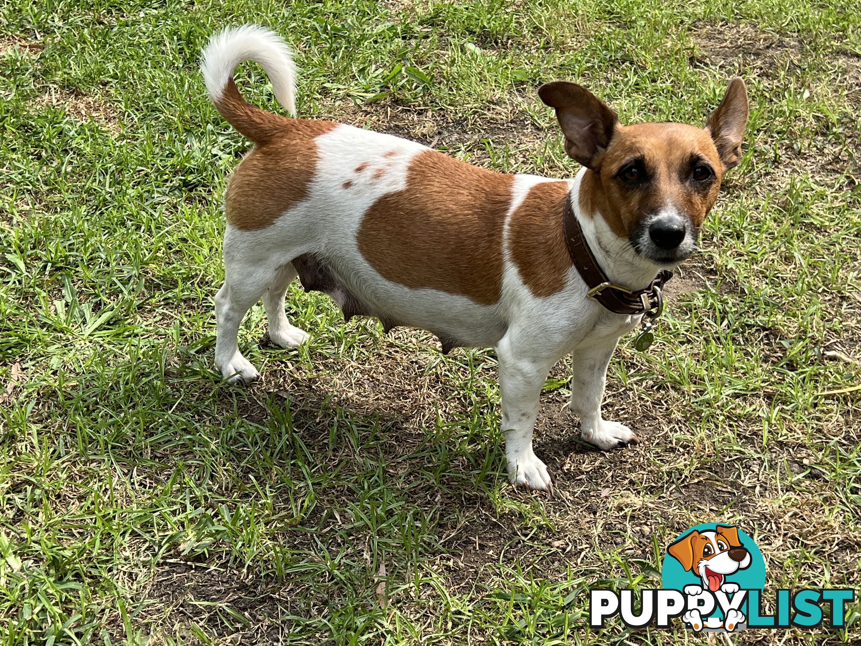 Purebred Jack Russell puppies