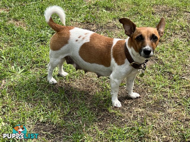 Purebred Jack Russell puppies