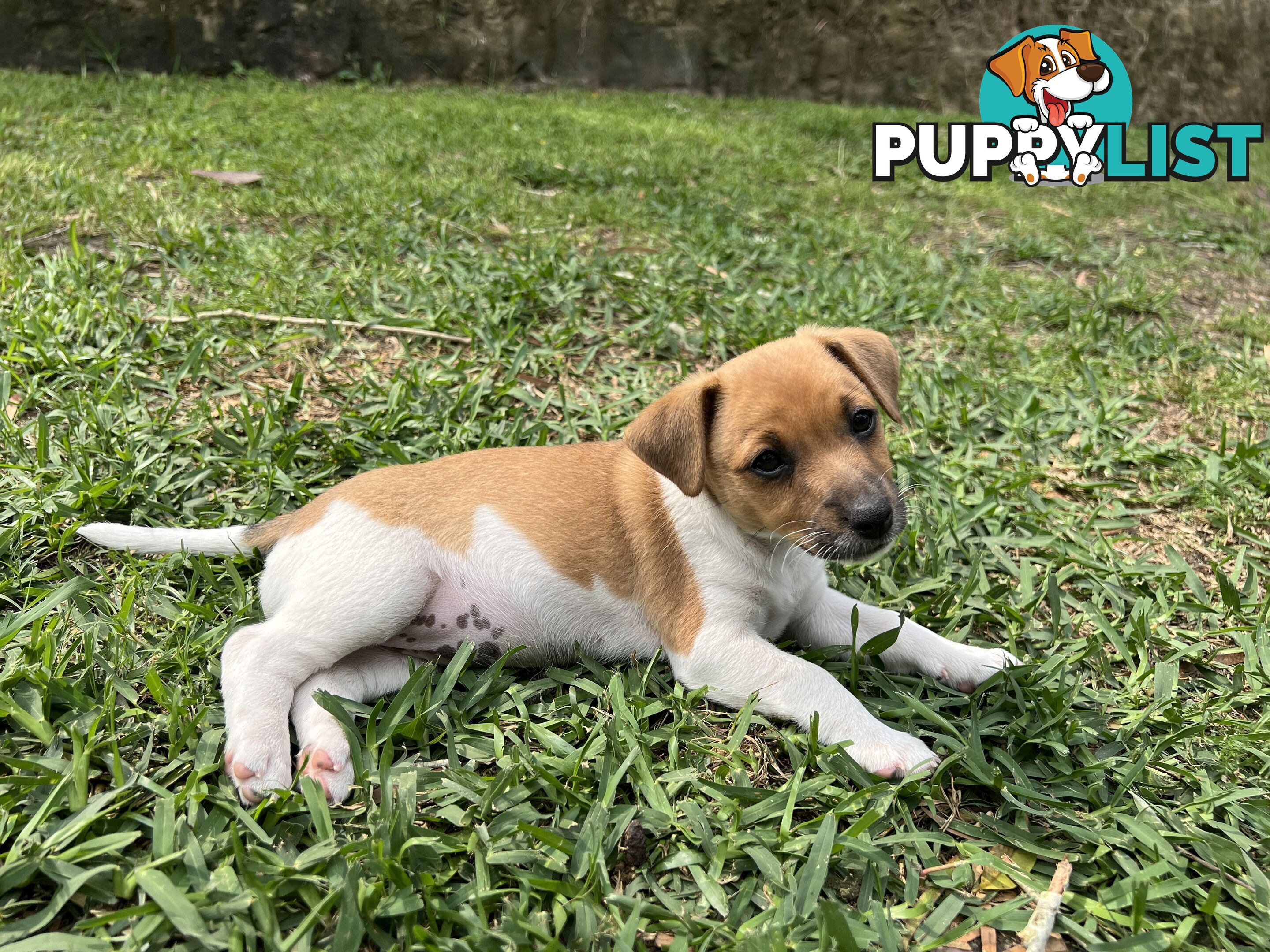 Purebred Jack Russell puppies