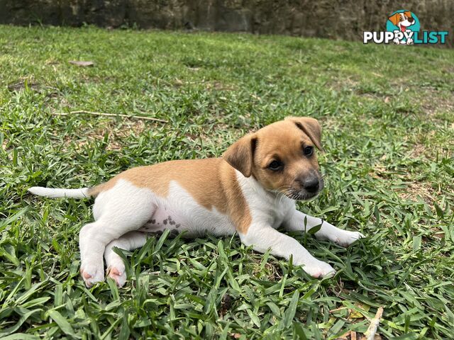 Purebred Jack Russell puppies