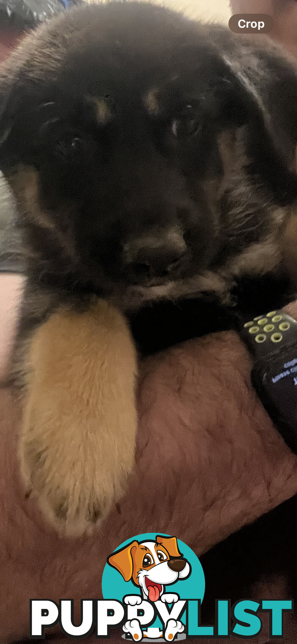 German shepherd/Labrador (dad) x pure Siberian husky (mum) puppies