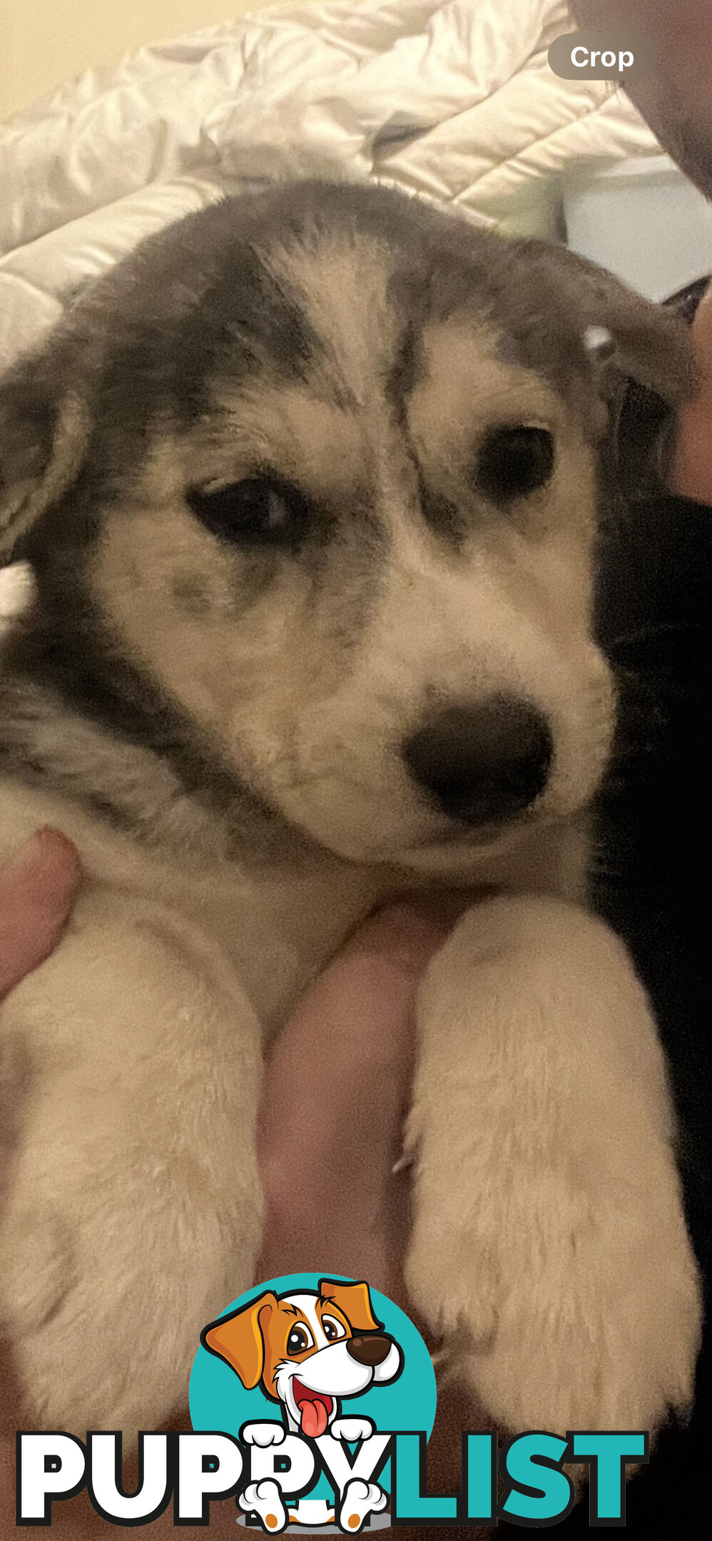 German shepherd/Labrador (dad) x pure Siberian husky (mum) puppies