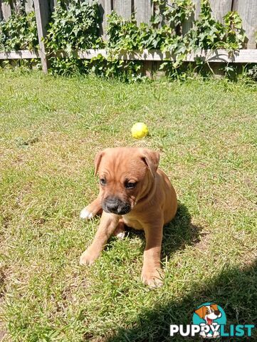 Purebred american Staffordshire Terrier puppies 3male 6female