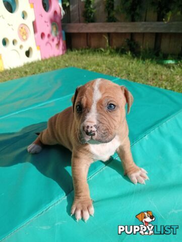 Purebred american Staffordshire Terrier puppies 3male 6female