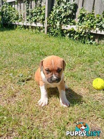 Purebred american Staffordshire Terrier puppies 3male 6female