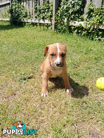 Purebred american Staffordshire Terrier puppies 3male 6female