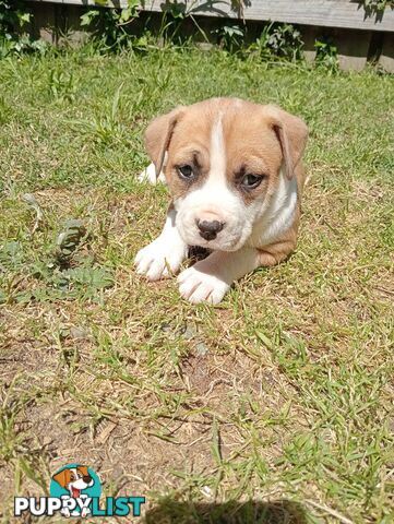 Purebred american Staffordshire Terrier puppies 3male 6female