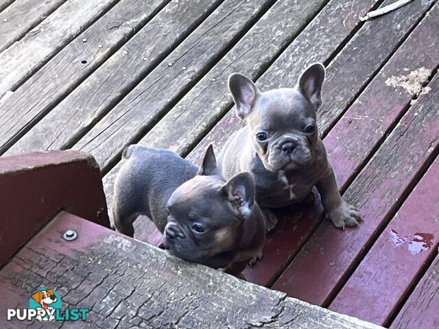 Pure French bulldogs