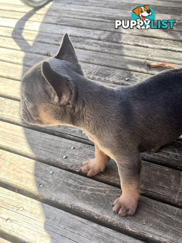 Pure French bulldogs