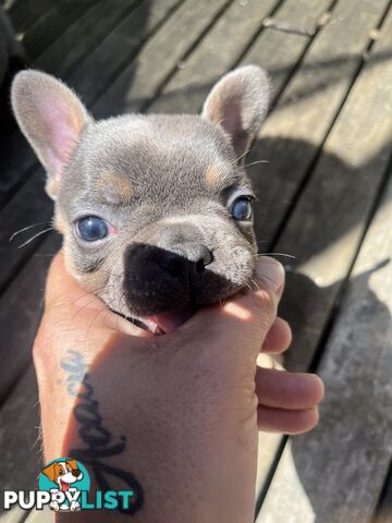 Pure French bulldogs