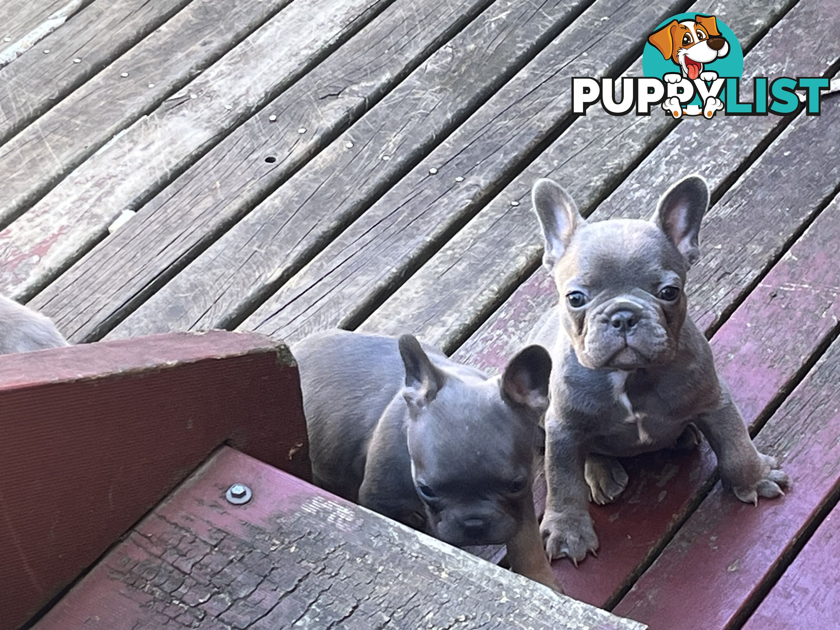 Pure French bulldogs