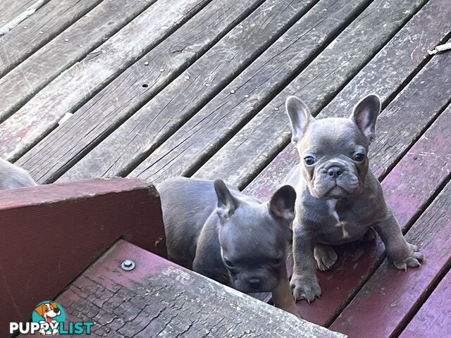 Pure French bulldogs