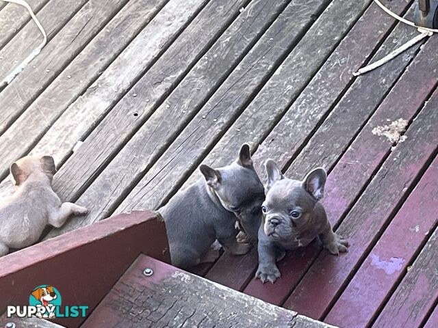 Pure French bulldogs