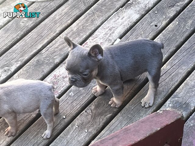 Pure French bulldogs