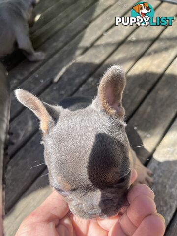 Pure French bulldogs