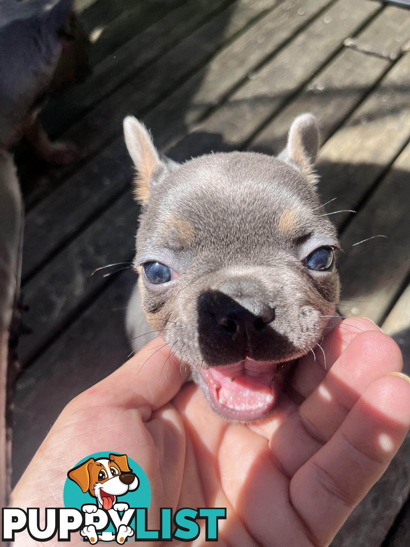 Pure French bulldogs