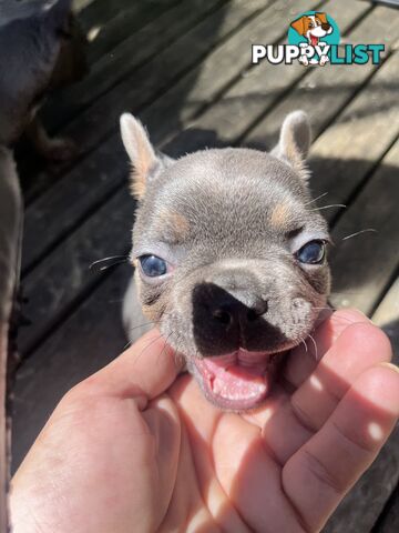 Pure French bulldogs